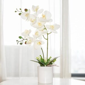 White Orchid