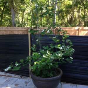 Blackberry Plant