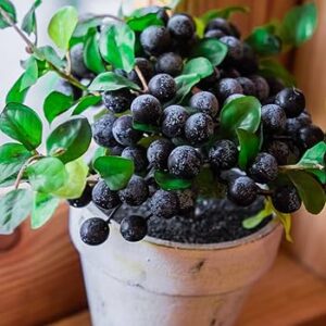 Blueberry Plant