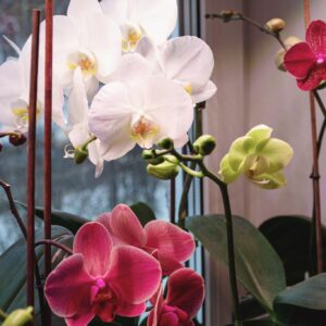Phalaenopsis Orchid