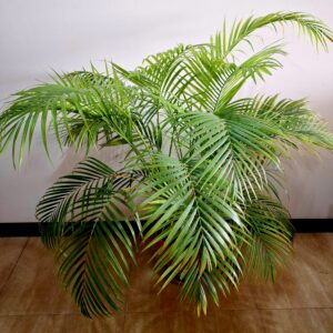 Areca Palm