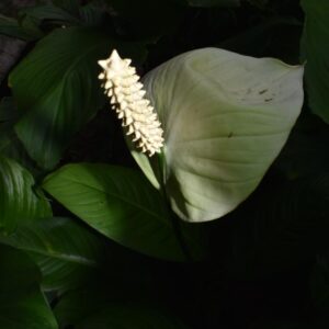 Peace Lily